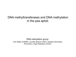 DNA methyltransferases and DNA methylation in the pea aphid.