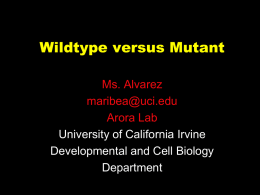 Mutant vs wildtype - University of California, Irvine