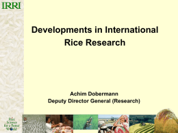 Rice demand