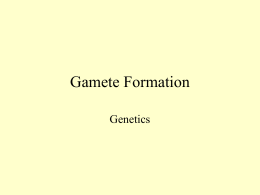 Gamete Formation