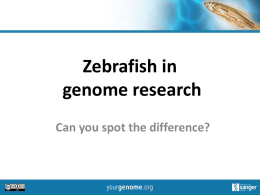 Zebrafish - yourgenome