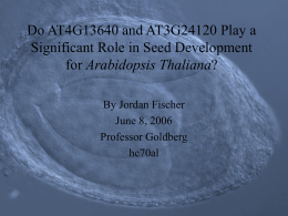 Do AT4G13640 and AT3G24120 Play a Significant Role in Seed