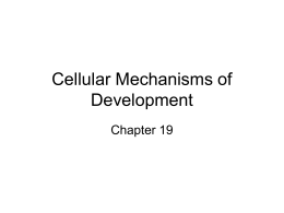 Cellular Mechanisms of Developement