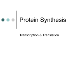 Protein Synthesis - Building Directory