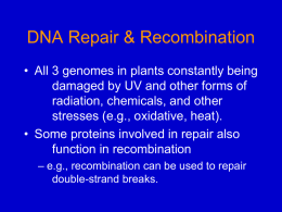 DNA Repair & Recombination