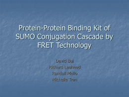 Protein-Protein Binding Kit of SUMO Conjugation Cascade by