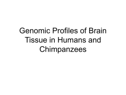 Genomic Profiles of Brain Tissue in Humans and Chimpanzees