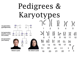 Pedigrees & Karyotypes