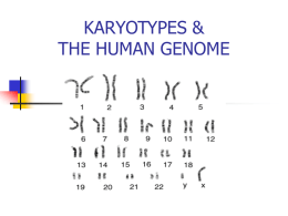KARYOTYPES & THE HUMAN GENOME