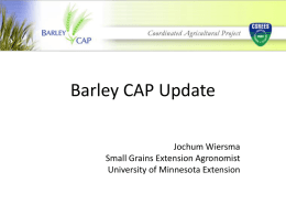 here - Barley CAP - University of Minnesota