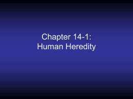 Chapter 14: Human Heredity