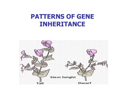 Chapter 23 PATTERNS OF GENE INHERITANCE