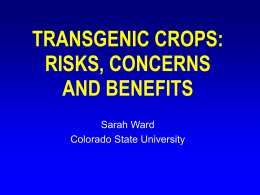TRANSGENIC CROPS : RISKS AND CONCERNS