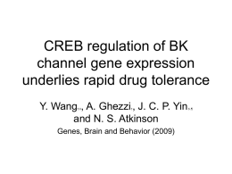 CREB regulation of BK channel gene expression underlies