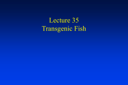 Lecture 35 Transgenic Fish