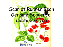 Scarlet Runner Bean Genome Sequence: Contig232576