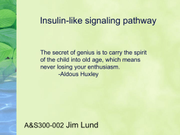 Insulin-like signaling pathway