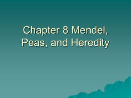 Chapter 8 Mendel, Peas, and Heredity