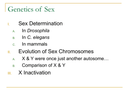 Genetics of Sex - University of San Francisco