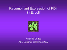Recombinant Expression of PDI in E. coli