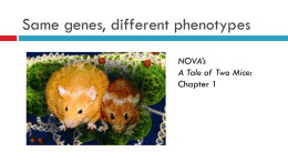 Two Epigenetic Mechanisms