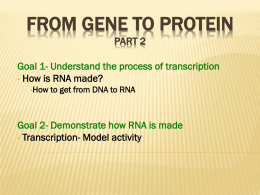 From Gene to Protein Part 2