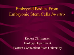 Embryoid Bodies From Embryonic Stem Cells In