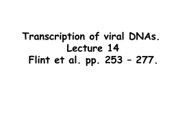 Transcription of viral DNAs. Lecture 13 Flint et al. pp