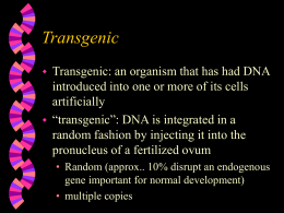 Transgenic mice: generation and husbandry