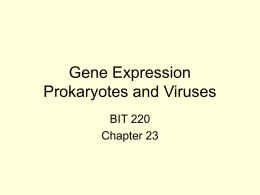 Gene Expression Prokaryotes and Viruses
