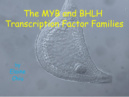 The MYB and BHLH Transcription Factor Families