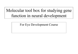 Tool box for studying gene function in neural development