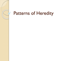 Patterns of Heredity - Bishop Ireton High School