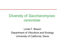 Diversity of Saccharomyces cerevisiae