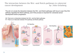 The interaction between the Wnt –and Notch