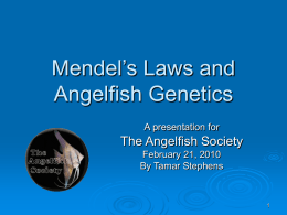 Mendel’s Laws and Angelfish Genetics