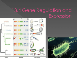 13.4 Gene Regulation and Expression