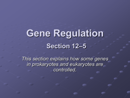 Gene Regulation Section 12–5 - Mrs. Brenner's Biology