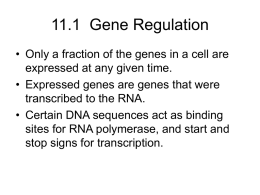 Chapter 12 DNA and RNA - Northwestern High School