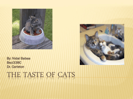 The Taste of Cats - University of Maryland, College Park