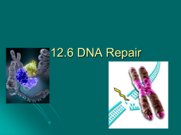 12.6 DNA Repair