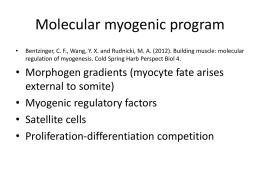Molecular myogenic program - Georgia Institute of Technology