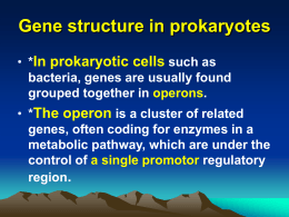 Gene structure in prokaryotes