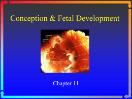 Conception and Fetal Movement