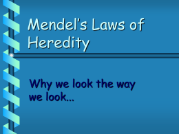 Mendel’s Laws of Heredity - Zion Central Middle School