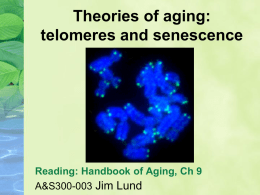 Theories of aging: telomeres and senescence