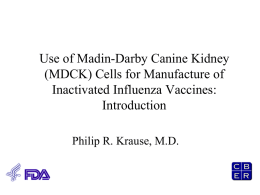 Use of MDCK Cells for Manufacture of Inactivated Influenza