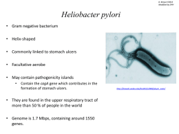 Heliobacter pylori - University of Louisville