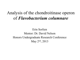Analysis of the chondroitinase operon of Flavobacterium