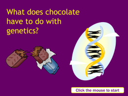 Chocolate and genetics